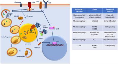 Autophagy in T Cell Function and Aging